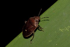 Lubentius marginellus