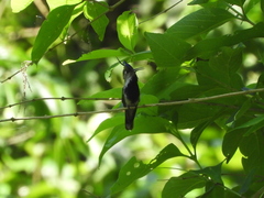 Stephanoxis loddigesii