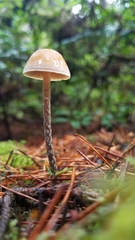 Hypholoma marginatum