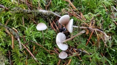 Mycena tenax