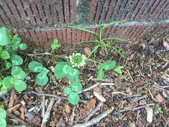 Trifolium repens