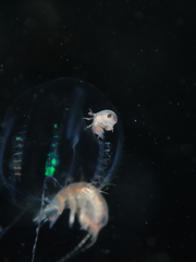 Hyperiidae