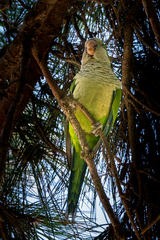 Myiopsitta monachus