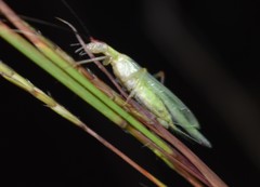Oecanthus varicornis