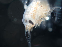 Hyperiidae