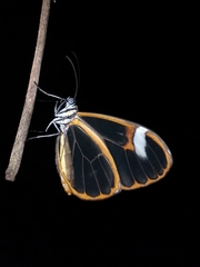 Pagyris cymothoe