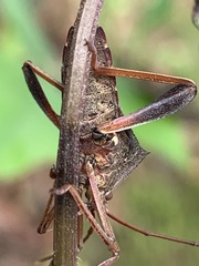 Mictis longicornis