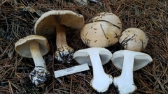 Cortinarius talus