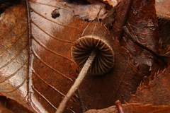 Entoloma dysthales