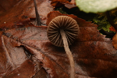 Entoloma dysthales