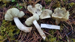 Tricholoma aestuans