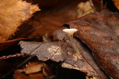 Hygrophorineae