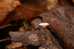 Hygrophorineae