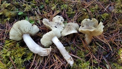 Tricholoma aestuans