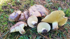 Suillus quiescens
