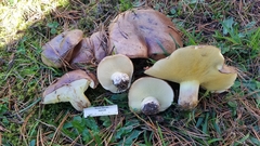 Suillus quiescens