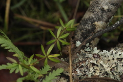 Galium uliginosum