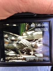 Sceloporus occidentalis