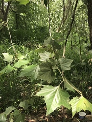 Platanus rzedowskii