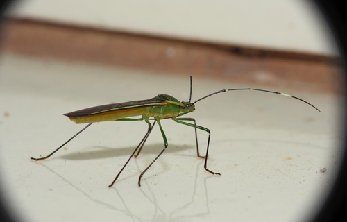 Lyrnessus geniculatus