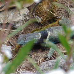 Sceloporus mucronatus