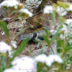 Sceloporus mucronatus