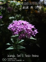 Pentas