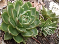 Echeveria agavoides