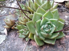 Echeveria agavoides