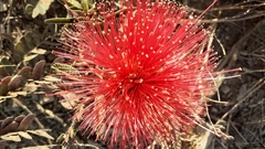 Calliandra dysantha