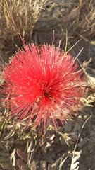 Calliandra dysantha