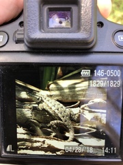 Sceloporus occidentalis