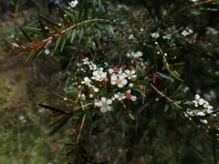 Sannantha pluriflora