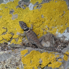 Sceloporus mucronatus