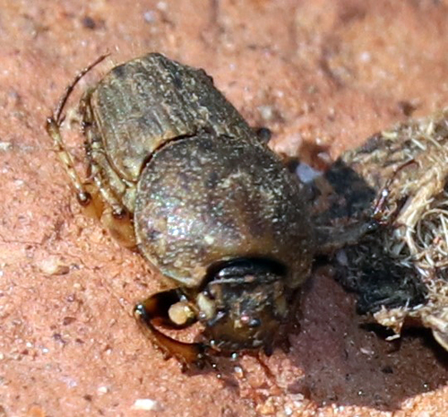 Northern Sandy Dung Beetle photo 4