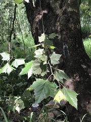 Platanus rzedowskii