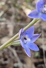 Thelymitra simulata