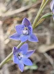 Thelymitra simulata