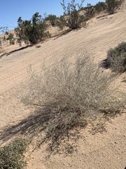 Dicoria canescens