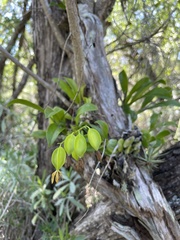 Prosthechea boothiana