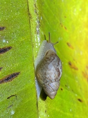 Plekocheilus glaber