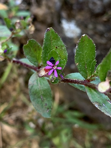 Cuphea carthagenensis observed 2021-10-31