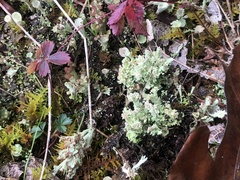Cladonia piedmontensis