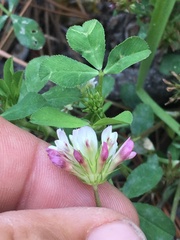 Trifolium pinetorum