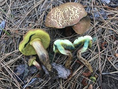 Boletus brunneotomentosus
