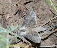 Cucullia vicina