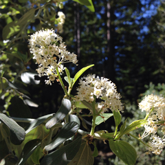 Ceanothus incanus