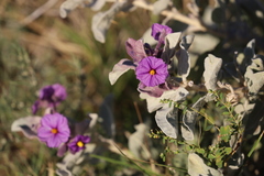 Solanum lasiophyllum