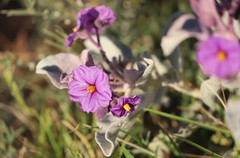 Solanum lasiophyllum
