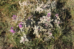 Solanum lasiophyllum